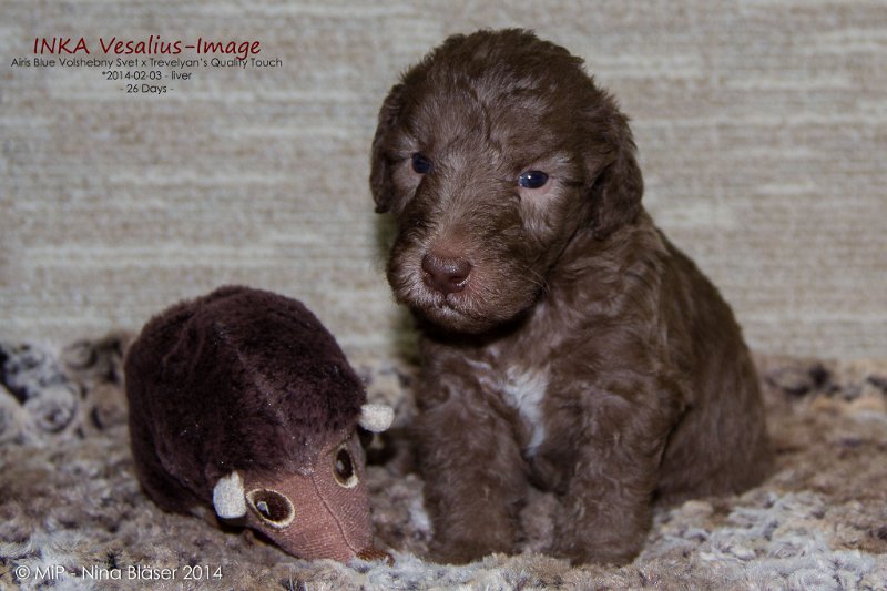 2014-03-01 Inka Vesalius-Image-7499-Name.jpg